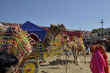 01 Pushkar_DSC4886_b_H600